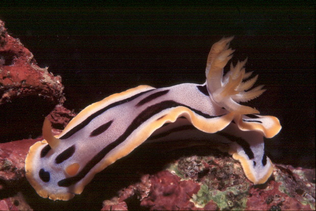 Chromodoris michaeli